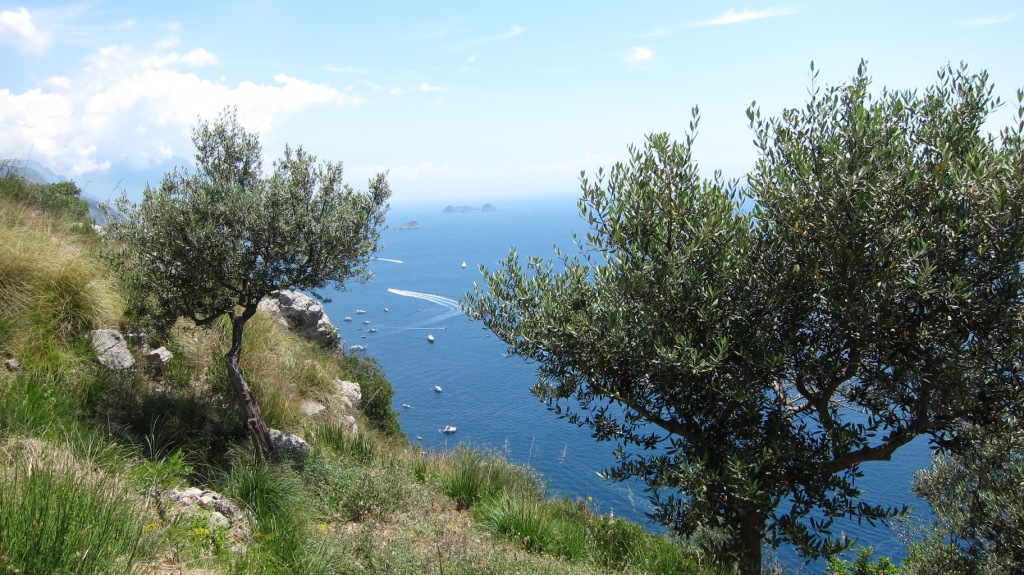 Asperula crassifolia / Stellina di Capri